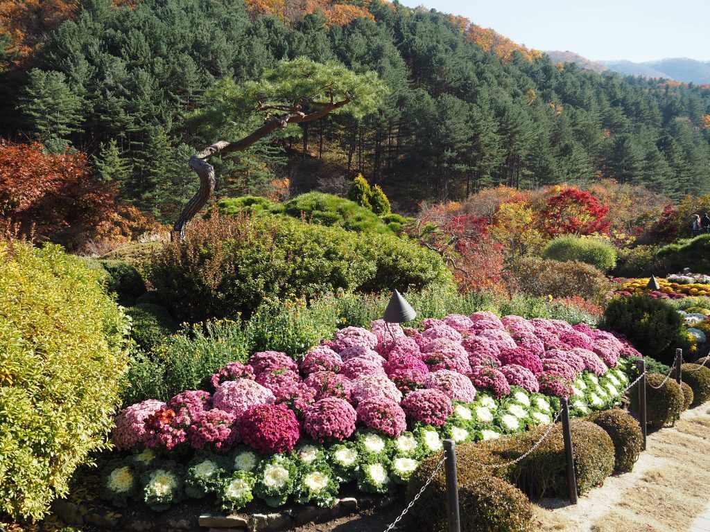 美男ですね ロケ地 美しすぎる樹木園 アチムコヨ樹木園 One More Korea