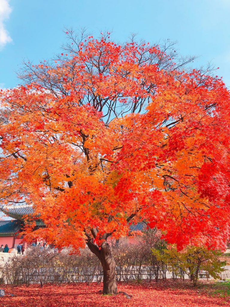 期間限定 一度は見ておきたい絶景 昌徳宮 チャンドックン の紅葉