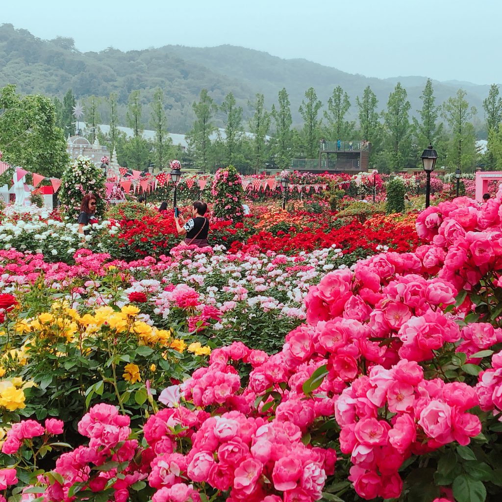 【京畿道】季節の花が楽しめるエバーランドの「薔薇祭り」