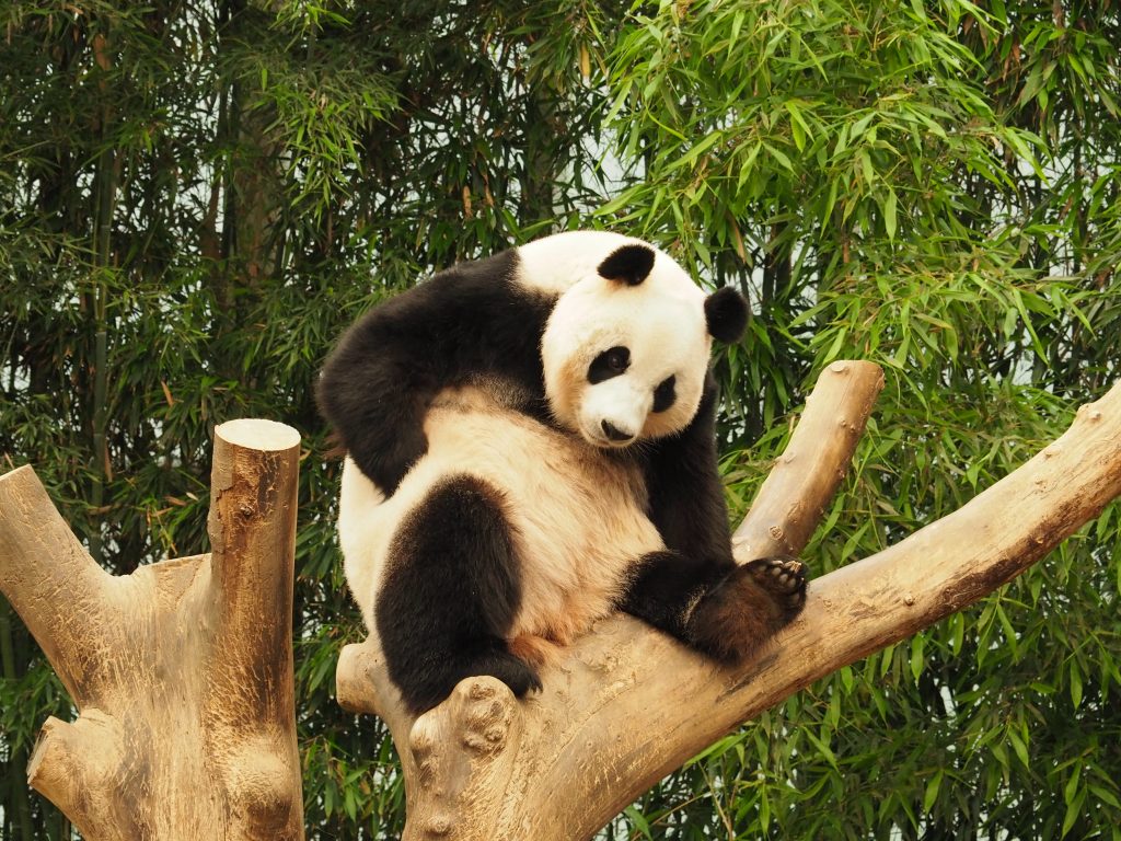 【京畿道】パンダも近くで見られるエバーランドの動物園