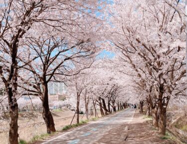 「スタートアップ：夢の扉」ロケ地完全解説②美しすぎる桜並木